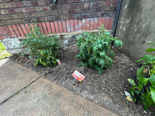 Garden Bed Preparation